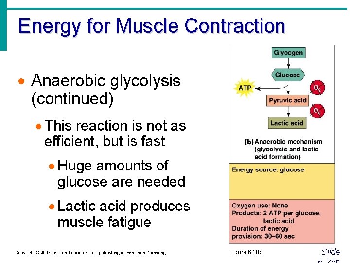 Energy for Muscle Contraction · Anaerobic glycolysis (continued) · This reaction is not as