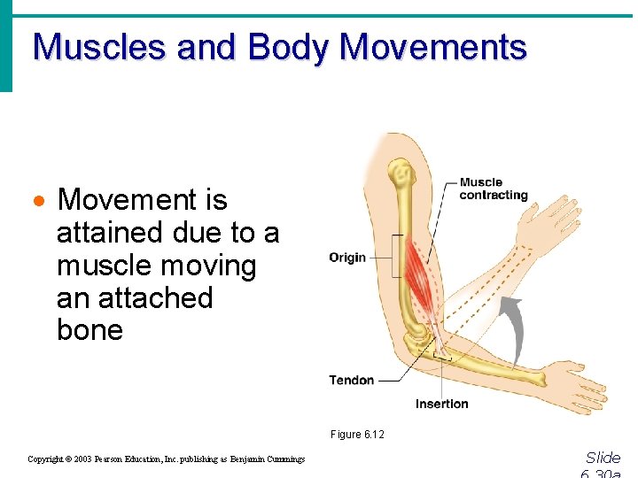 Muscles and Body Movements · Movement is attained due to a muscle moving an