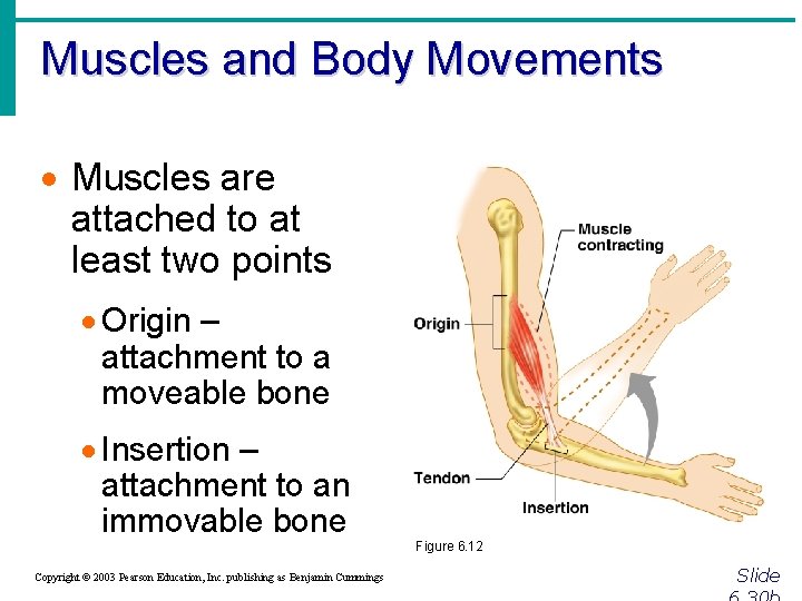 Muscles and Body Movements · Muscles are attached to at least two points ·