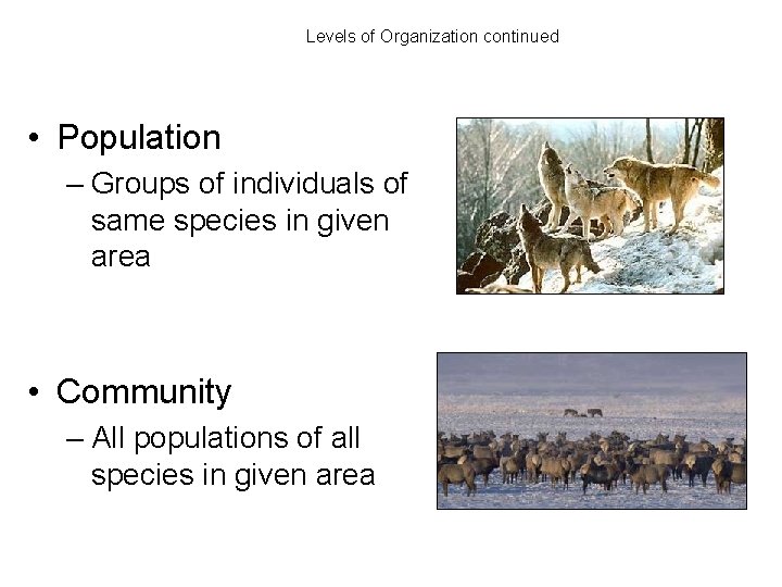 Levels of Organization continued • Population – Groups of individuals of same species in