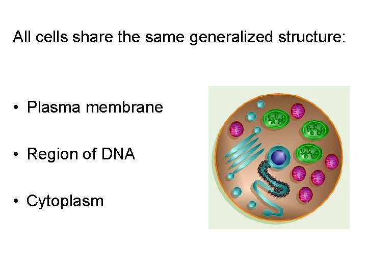 All cells share the same generalized structure: • Plasma membrane • Region of DNA