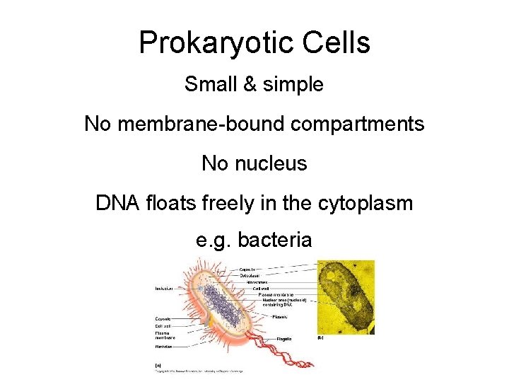 Prokaryotic Cells Small & simple No membrane-bound compartments No nucleus DNA floats freely in