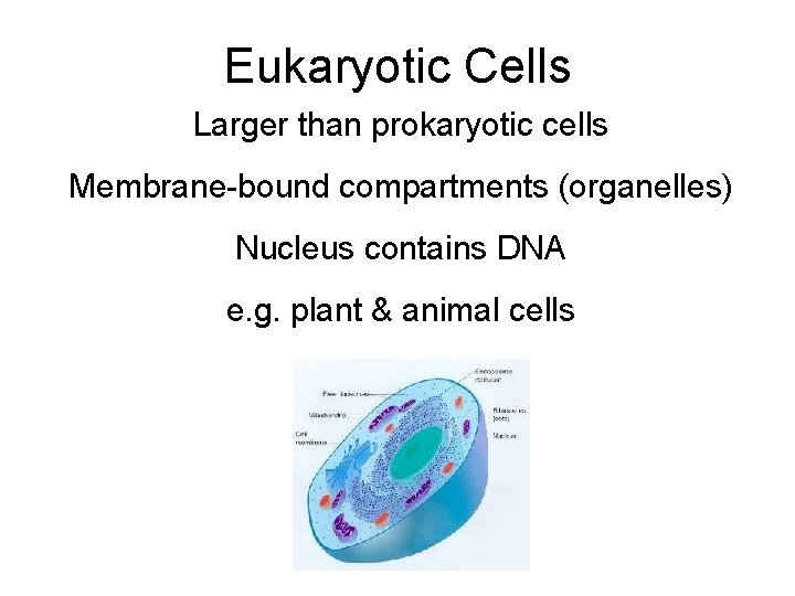 Eukaryotic Cells Larger than prokaryotic cells Membrane-bound compartments (organelles) Nucleus contains DNA e. g.