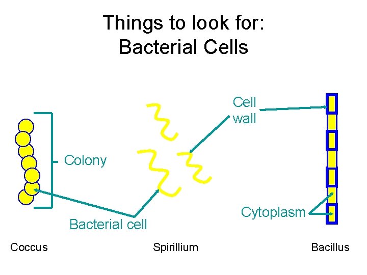 Things to look for: Bacterial Cells Cell wall Colony Cytoplasm Bacterial cell Coccus Spirillium