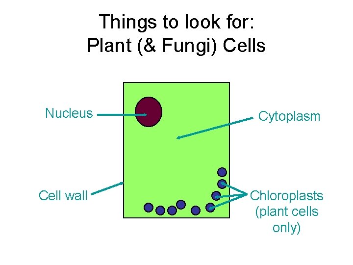 Things to look for: Plant (& Fungi) Cells Nucleus Cell wall Cytoplasm Chloroplasts (plant
