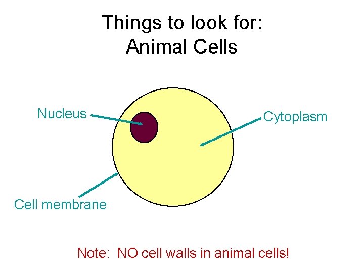 Things to look for: Animal Cells Nucleus Cytoplasm Cell membrane Note: NO cell walls