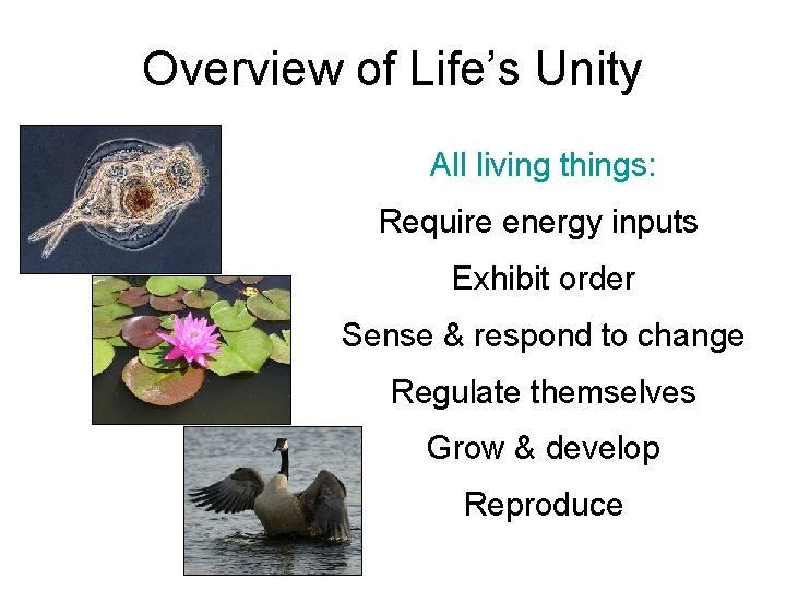 Overview of Life’s Unity All living things: Require energy inputs Exhibit order Sense &