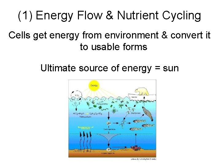 (1) Energy Flow & Nutrient Cycling Cells get energy from environment & convert it