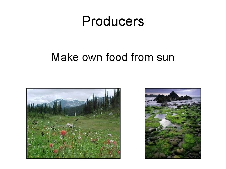 Producers Make own food from sun 
