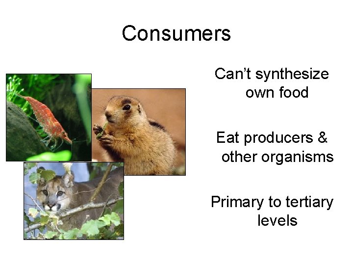 Consumers Can’t synthesize own food Eat producers & other organisms Primary to tertiary levels