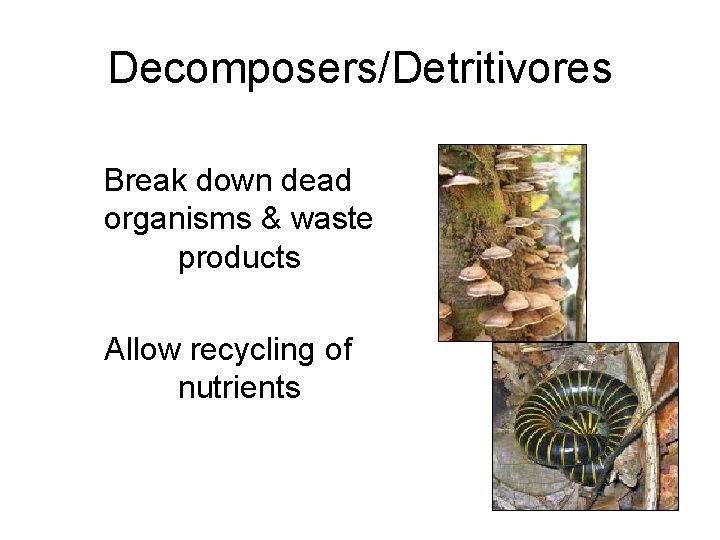 Decomposers/Detritivores Break down dead organisms & waste products Allow recycling of nutrients 