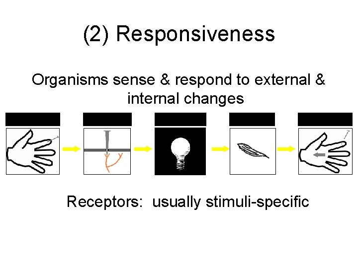 (2) Responsiveness Organisms sense & respond to external & internal changes stimulus receptor control