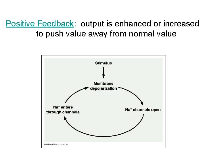 Positive Feedback: output is enhanced or increased to push value away from normal value