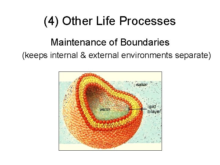 (4) Other Life Processes Maintenance of Boundaries (keeps internal & external environments separate) 