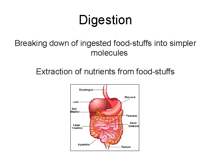 Digestion Breaking down of ingested food-stuffs into simpler molecules Extraction of nutrients from food-stuffs