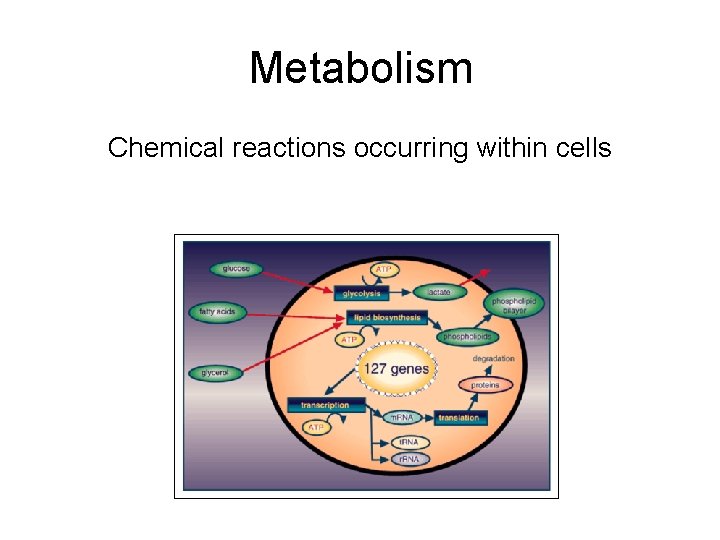 Metabolism Chemical reactions occurring within cells 