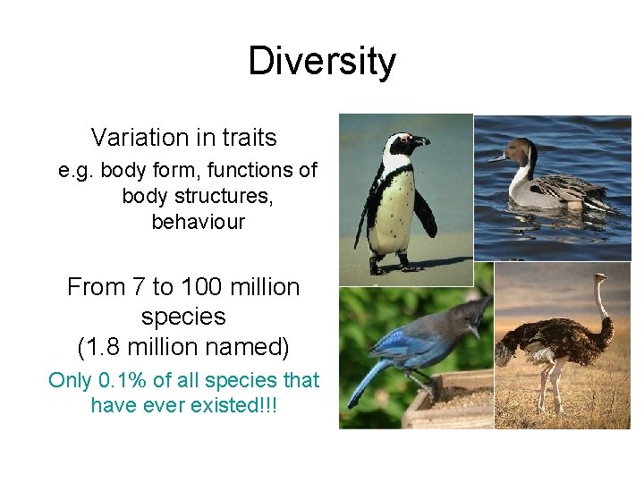 Diversity Variation in traits e. g. body form, functions of body structures, behaviour From