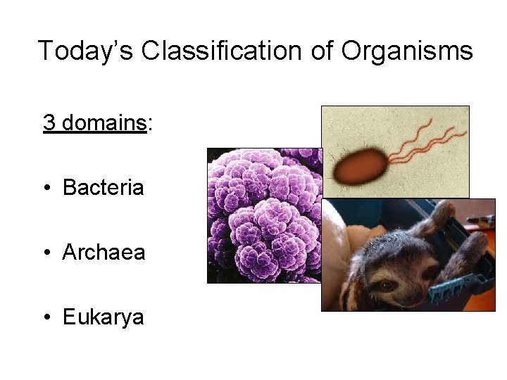 Today’s Classification of Organisms 3 domains: • Bacteria • Archaea • Eukarya 