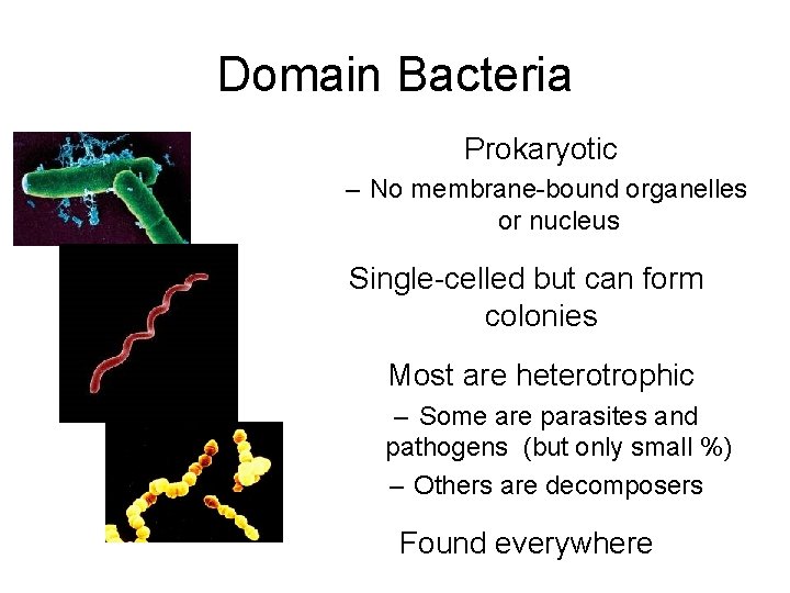 Domain Bacteria Prokaryotic – No membrane-bound organelles or nucleus Single-celled but can form colonies
