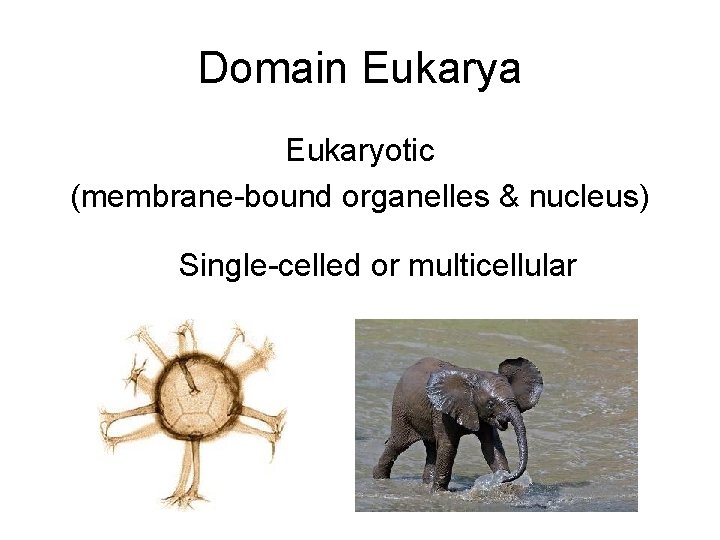 Domain Eukarya Eukaryotic (membrane-bound organelles & nucleus) Single-celled or multicellular 