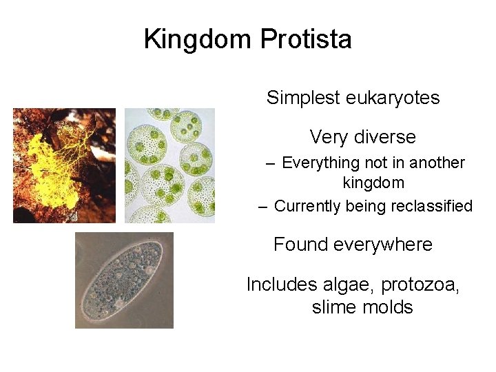 Kingdom Protista Simplest eukaryotes Very diverse – Everything not in another kingdom – Currently