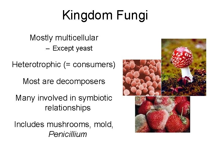 Kingdom Fungi Mostly multicellular – Except yeast Heterotrophic (= consumers) Most are decomposers Many