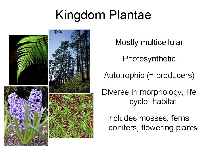 Kingdom Plantae Mostly multicellular Photosynthetic Autotrophic (= producers) Diverse in morphology, life cycle, habitat