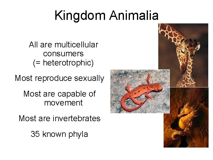 Kingdom Animalia All are multicellular consumers (= heterotrophic) Most reproduce sexually Most are capable