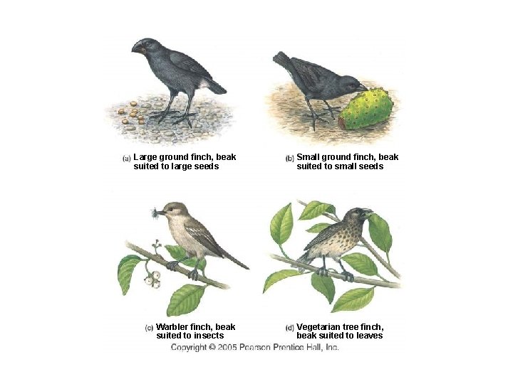 Large ground finch, beak suited to large seeds Warbler finch, beak suited to insects
