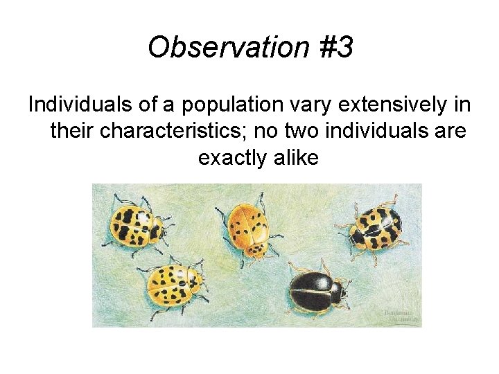 Observation #3 Individuals of a population vary extensively in their characteristics; no two individuals