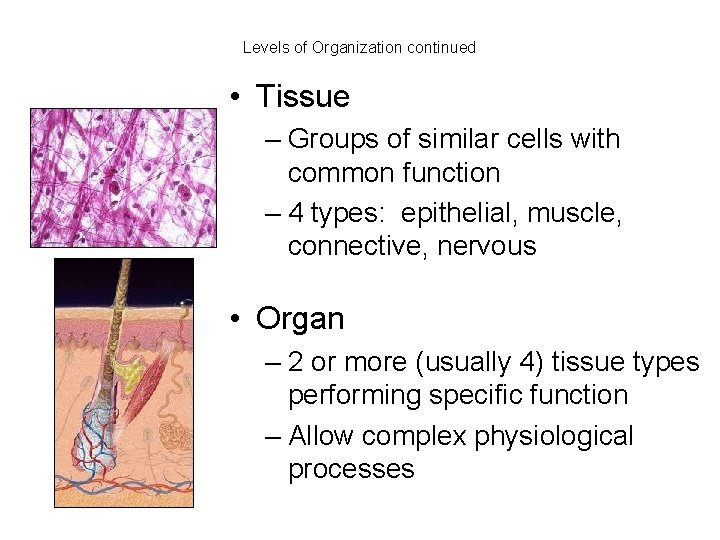 Levels of Organization continued • Tissue – Groups of similar cells with common function