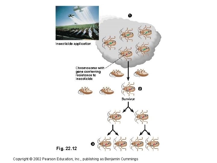 Fig. 22. 12 Copyright © 2002 Pearson Education, Inc. , publishing as Benjamin Cummings