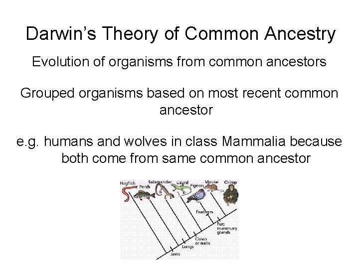 Darwin’s Theory of Common Ancestry Evolution of organisms from common ancestors Grouped organisms based