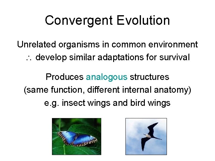 Convergent Evolution Unrelated organisms in common environment develop similar adaptations for survival Produces analogous