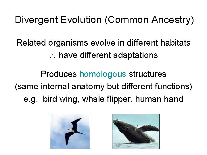 Divergent Evolution (Common Ancestry) Related organisms evolve in different habitats have different adaptations Produces