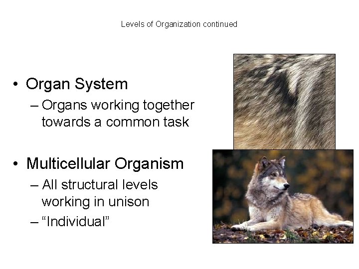 Levels of Organization continued • Organ System – Organs working together towards a common