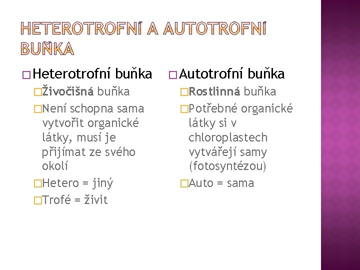 � Heterotrofní �Živočišná buňka �Není schopna sama vytvořit organické látky, musí je přijímat ze