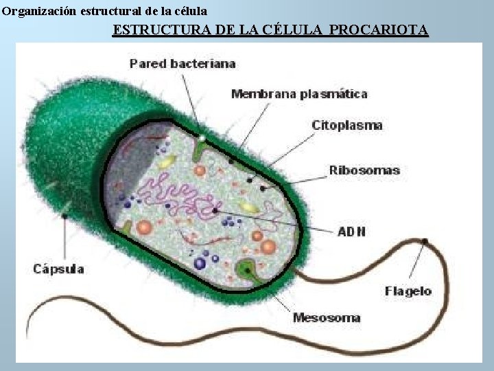 Organización estructural de la célula ESTRUCTURA DE LA CÉLULA PROCARIOTA 
