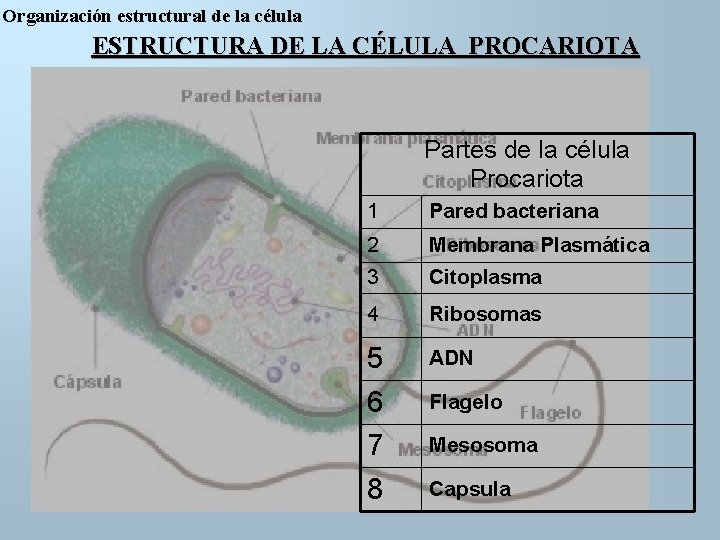 Organización estructural de la célula ESTRUCTURA DE LA CÉLULA PROCARIOTA Partes de la célula