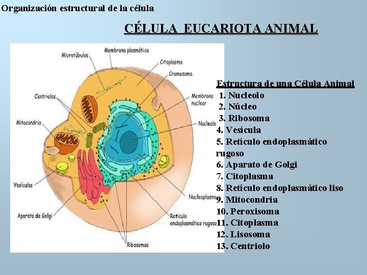 Organización estructural de la célula CÉLULA EUCARIOTA ANIMAL Estructura de una Célula Animal 1.