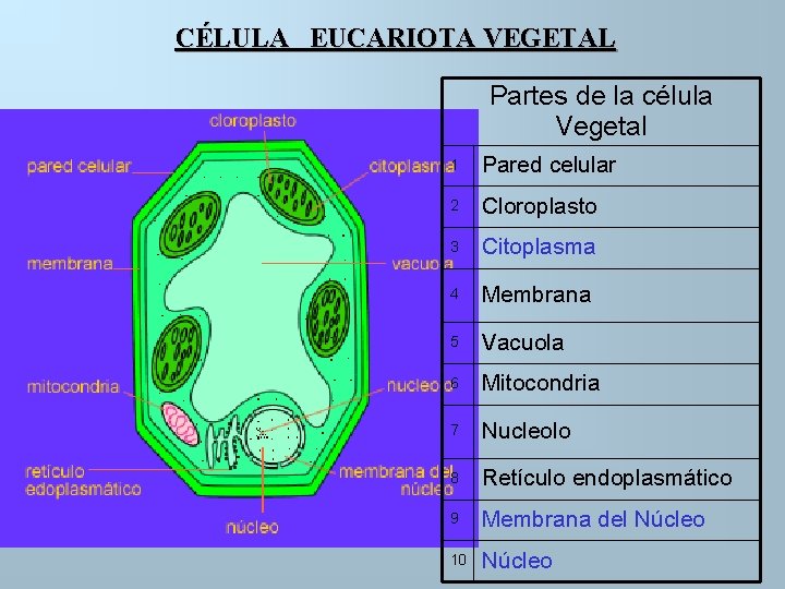 CÉLULA EUCARIOTA VEGETAL Partes de la célula Vegetal 1 Pared celular 2 Cloroplasto 3