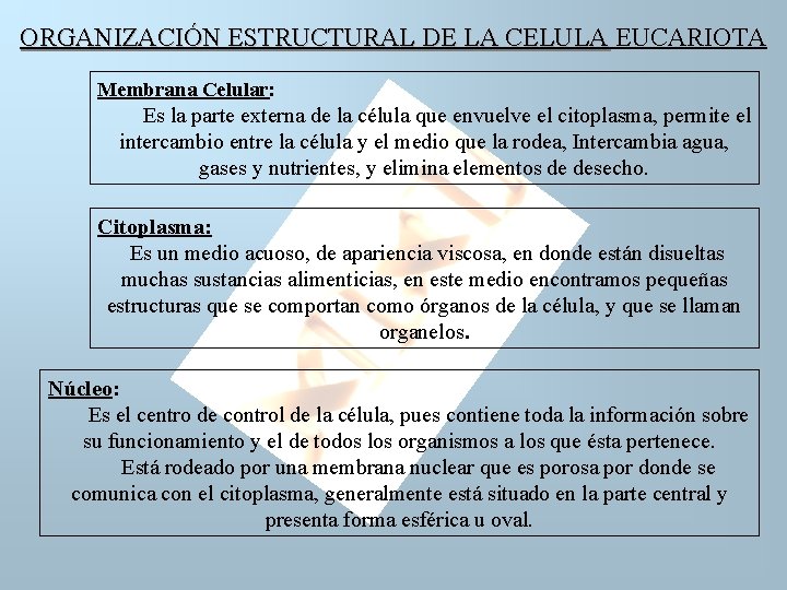 ORGANIZACIÓN ESTRUCTURAL DE LA CELULA EUCARIOTA Membrana Celular: Es la parte externa de la