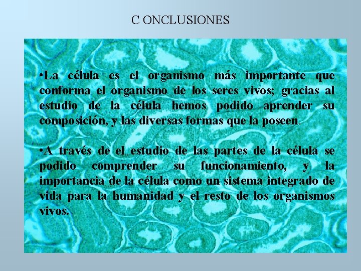 C ONCLUSIONES • La célula es el organismo más importante que conforma el organismo