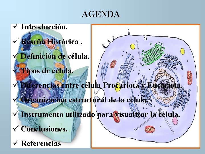AGENDA Introducción. Reseña Histórica. Definición de célula. Tipos de célula. Diferencias entre célula Procariota