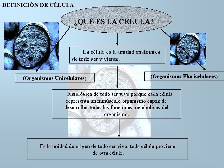 DEFINICIÓN DE CÉLULA ¿QUÉ ES LA CÉLULA? La célula es la unidad anatómica de