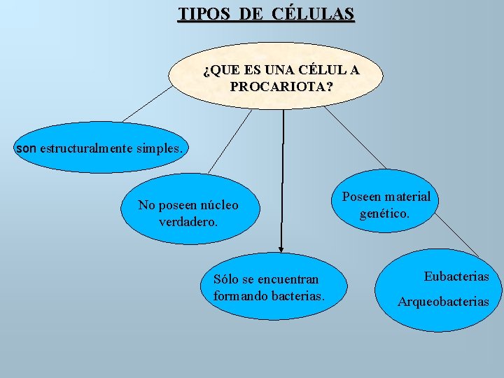 TIPOS DE CÉLULAS ¿QUE ES UNA CÉLUL A PROCARIOTA? son estructuralmente simples. No poseen