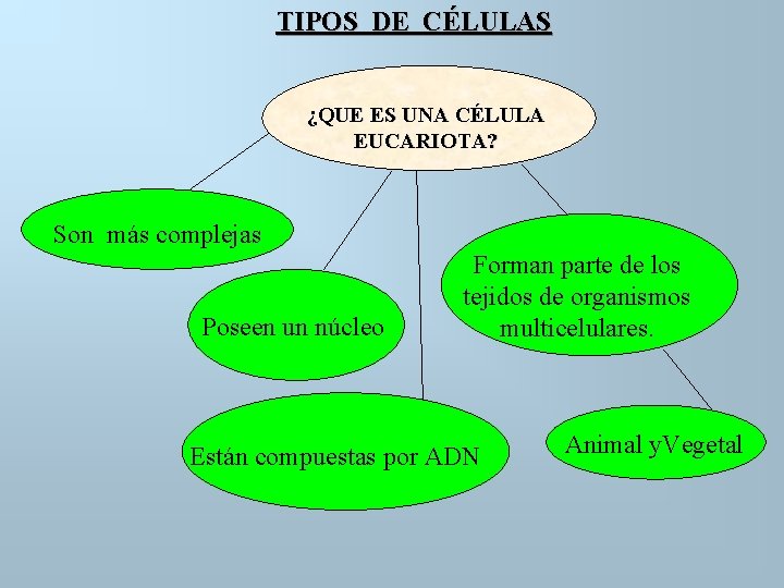 TIPOS DE CÉLULAS ¿QUE ES UNA CÉLULA EUCARIOTA? Son más complejas Poseen un núcleo