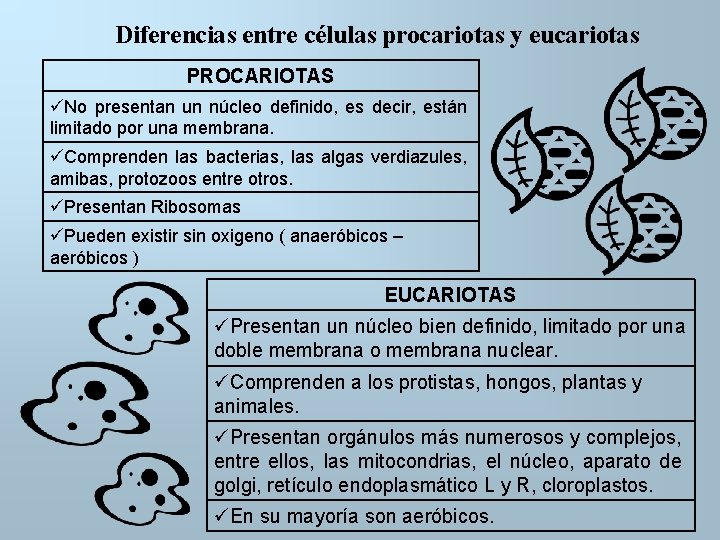 Diferencias entre células procariotas y eucariotas PROCARIOTAS No presentan un núcleo definido, es decir,