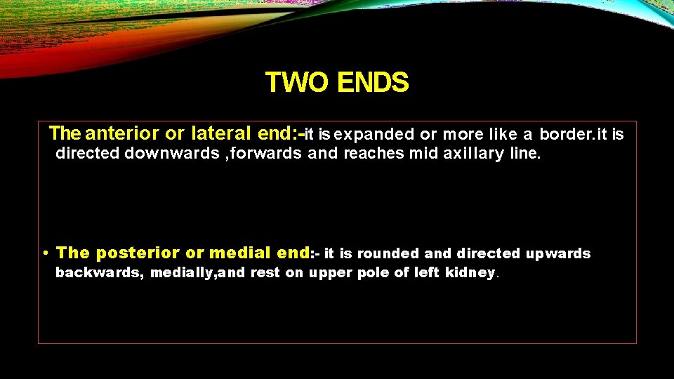 TWO ENDS The anterior or lateral end: -it is expanded or more like a