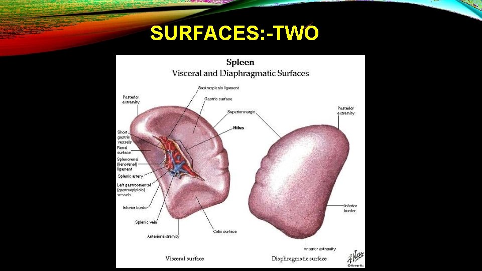 SURFACES: -TWO 